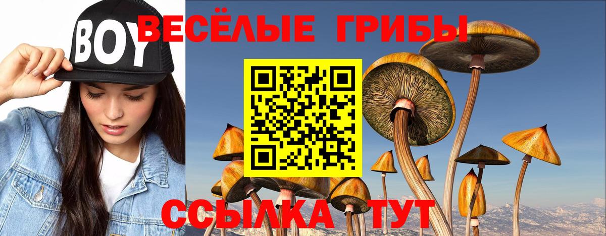 как найти наркотики  Вход с VPN  Шатура  Псилоцибиновые грибы Cubensis  Галлюциногенные грибы мицелий 